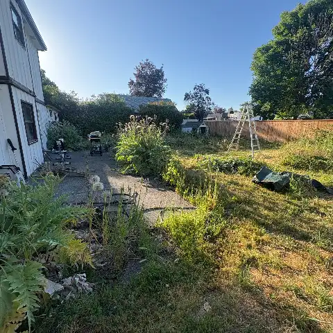 front yard before service with tall overgrown weeds and brush
